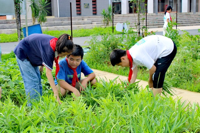 鐘山鎮(zhèn)第七小學(xué)的少先隊(duì)員代表們正在黨員教師的帶領(lǐng)下采摘成熟的蔬菜。 (2).jpg