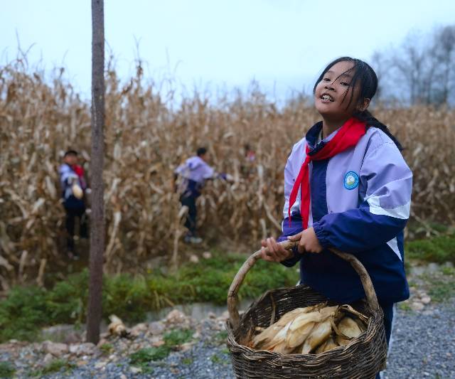 學生分工明確，將玉米運到空地處.jpg