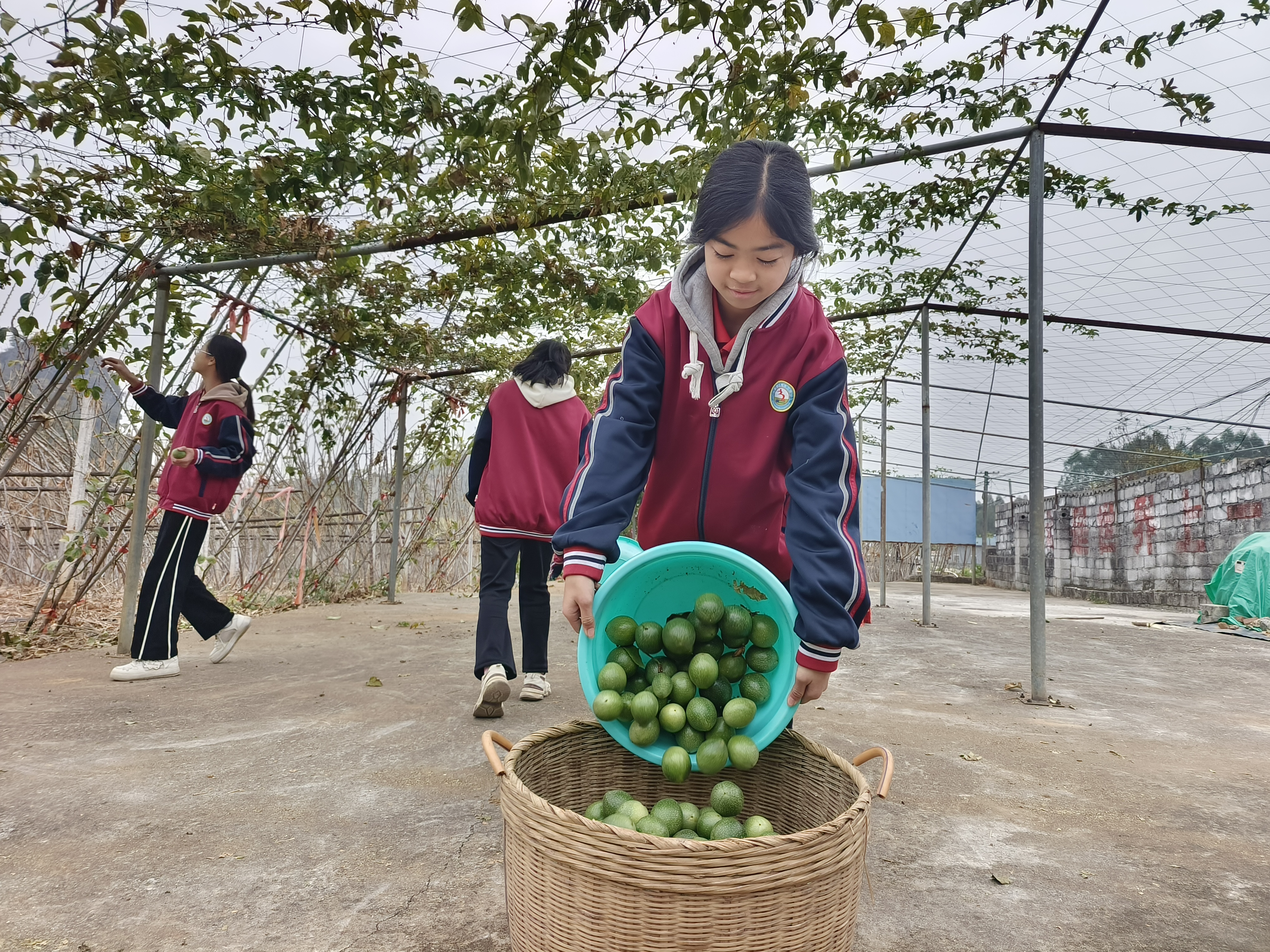 樟木三中學(xué)生在校內(nèi)勞動教育基地收百香果1.jpg